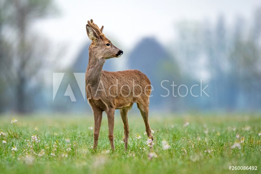 Bild på Wild roe deer standing in a field
